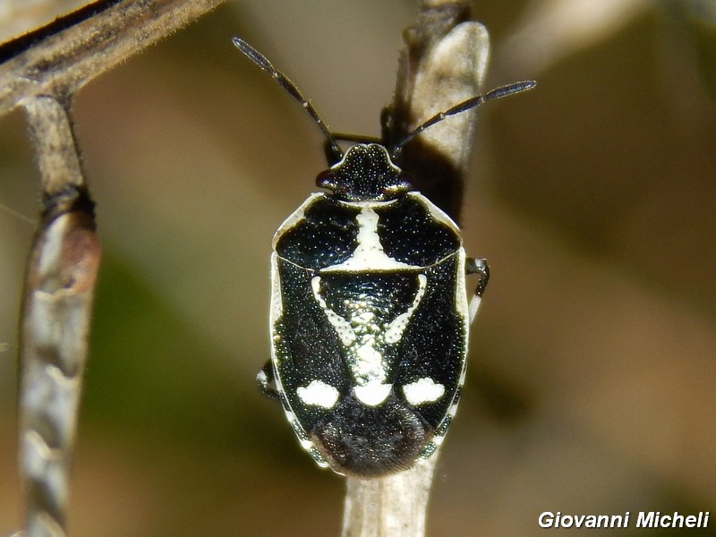 Pentatomidae del Parco del Ticino